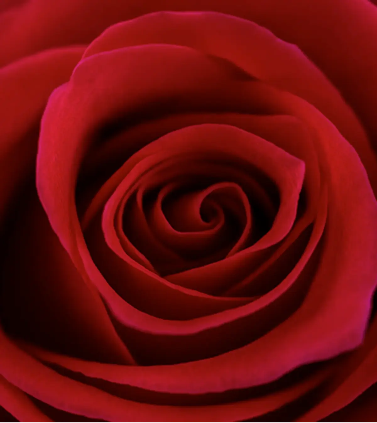 Close-up of a Monterosas rose opening