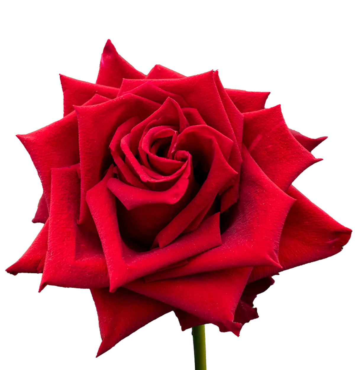 A single red rose against a black background
