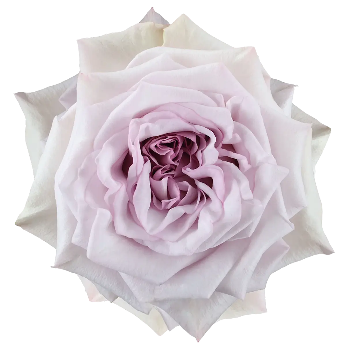 A new rose variety opening in the greenhouse