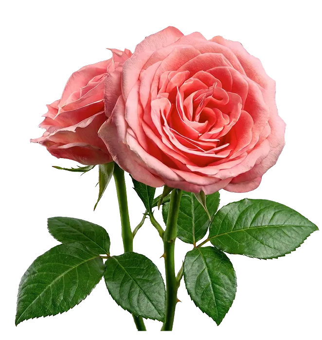 Two coral roses with their stems and leaves