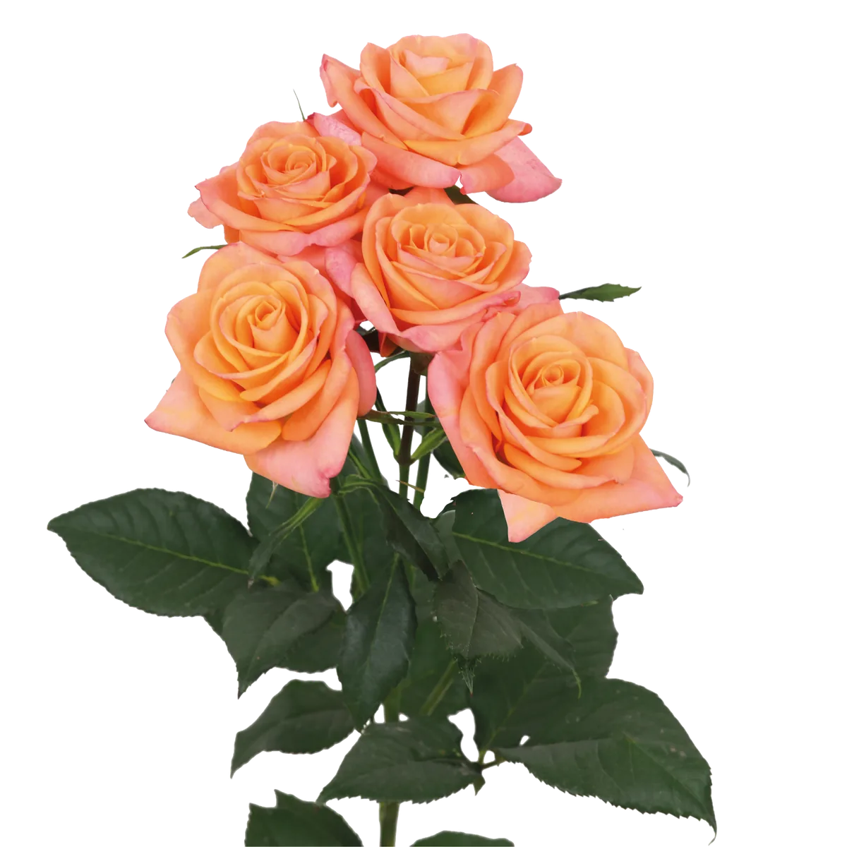 Orange Star