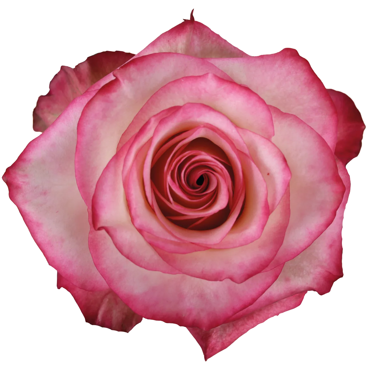 Paloma