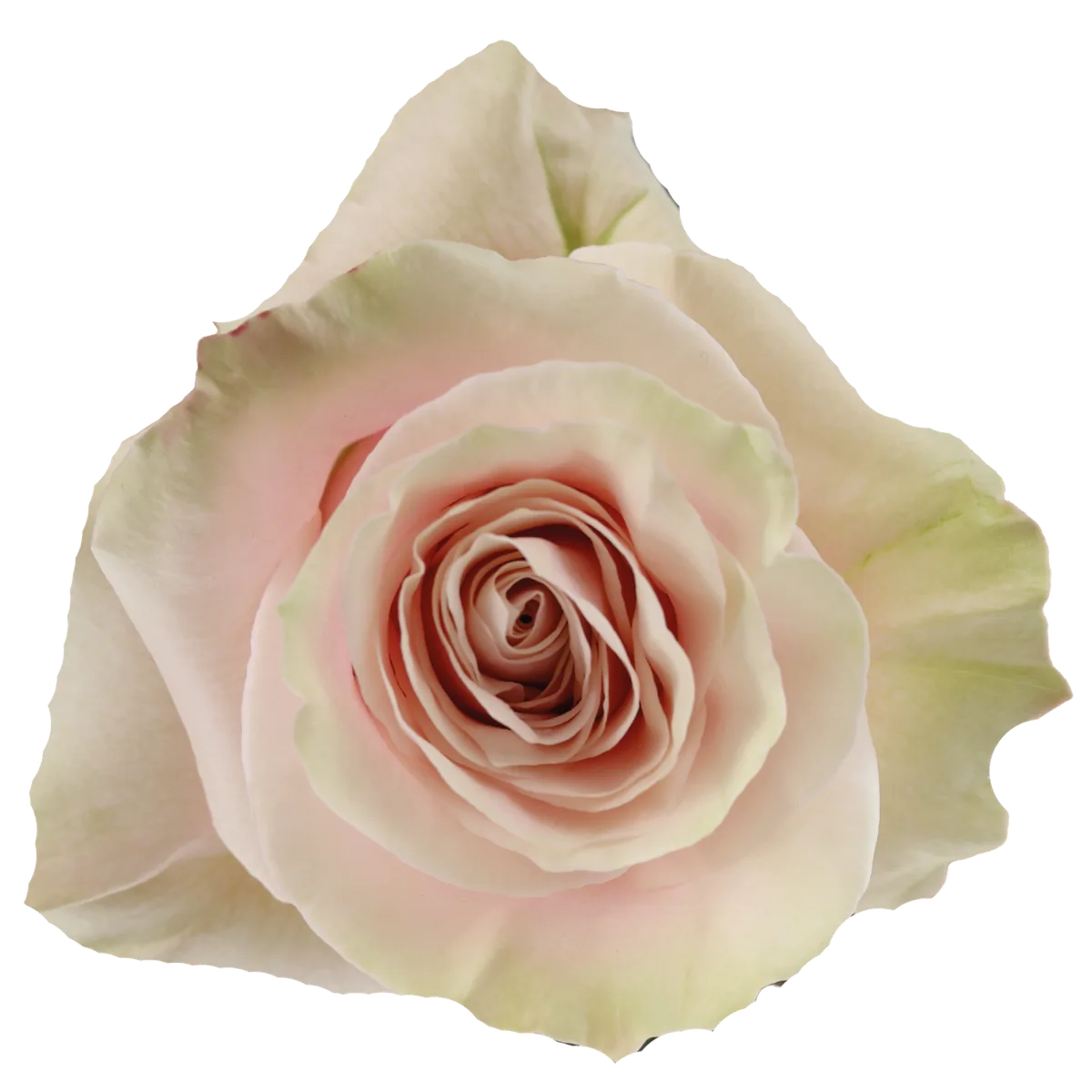 Pink Mondial