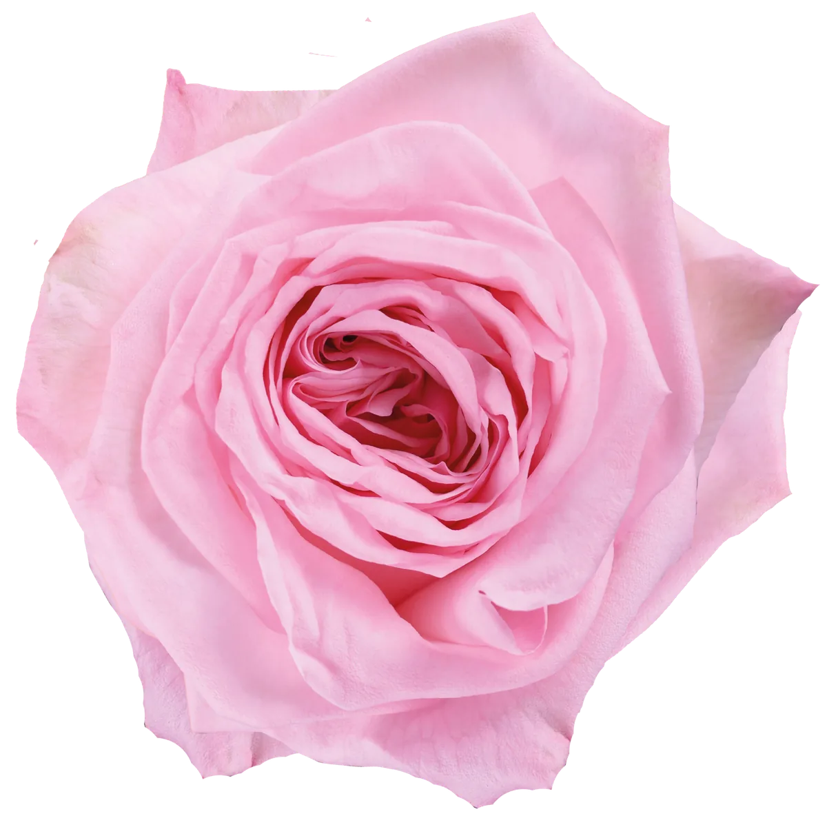 Pink O'Hara
