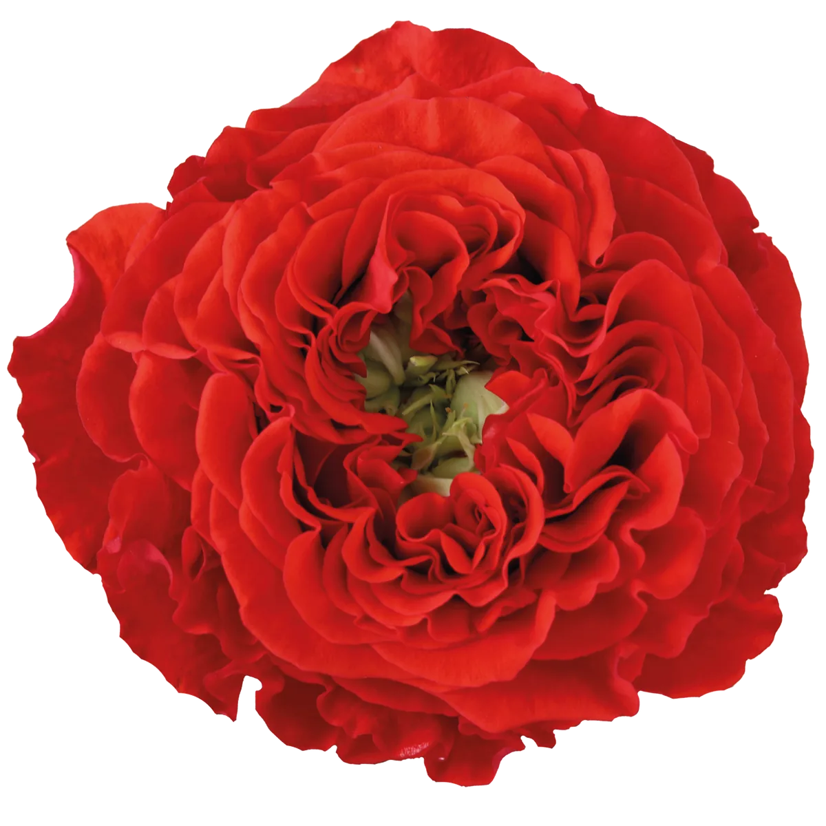 A Red Eye rose from our catalogue