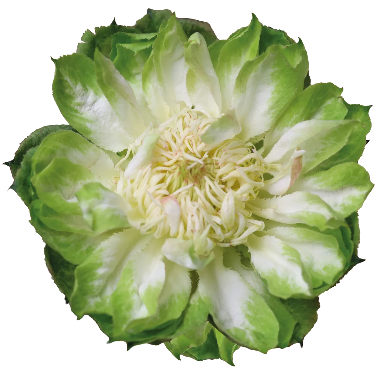 Veggie
