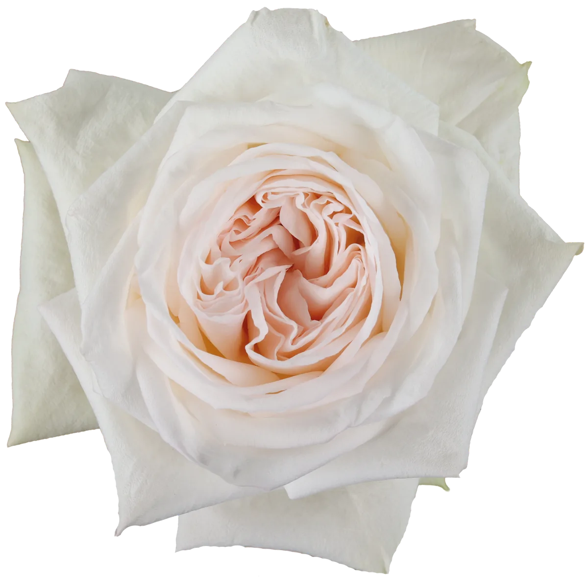 White O'Hara