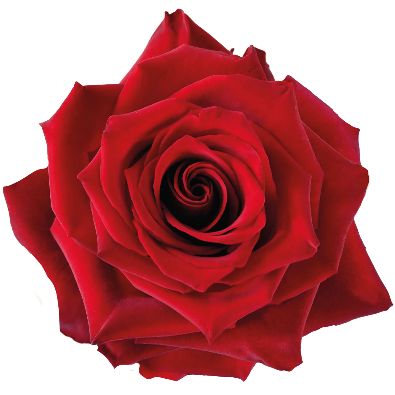 A red Explorer rose in full bloom
