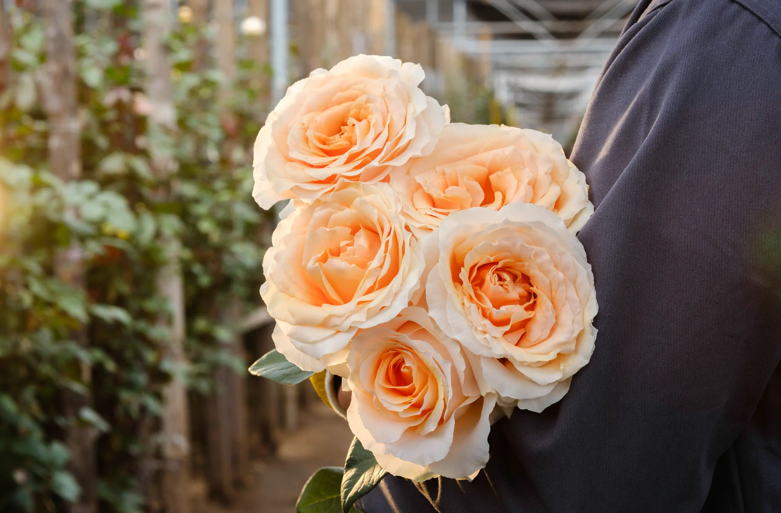 A grower holding white roses in the greenhouse at sunset