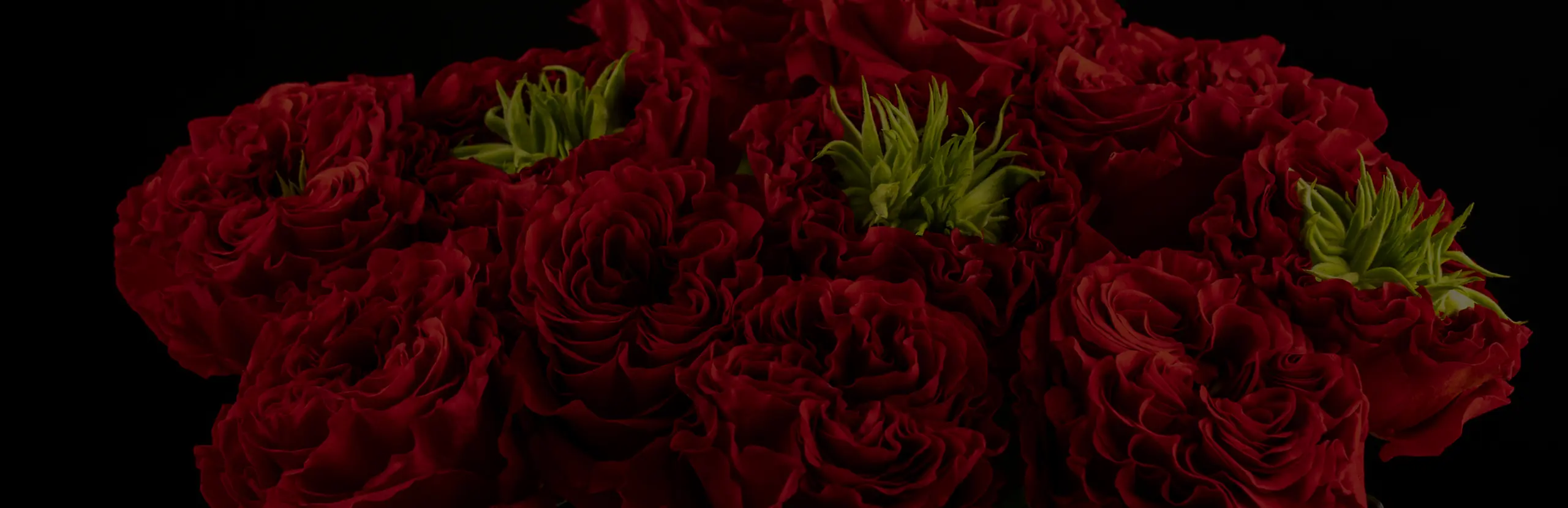 A dense bed of deep red roses