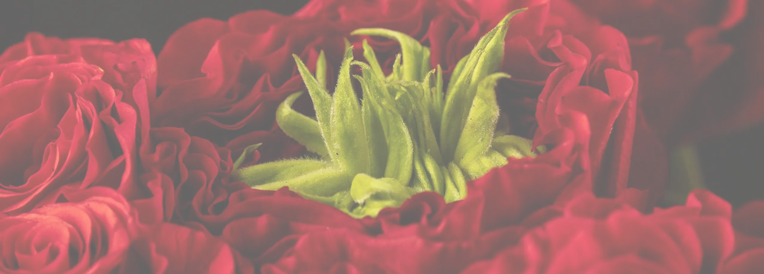 A close-up bed of deep red Monterosas roses