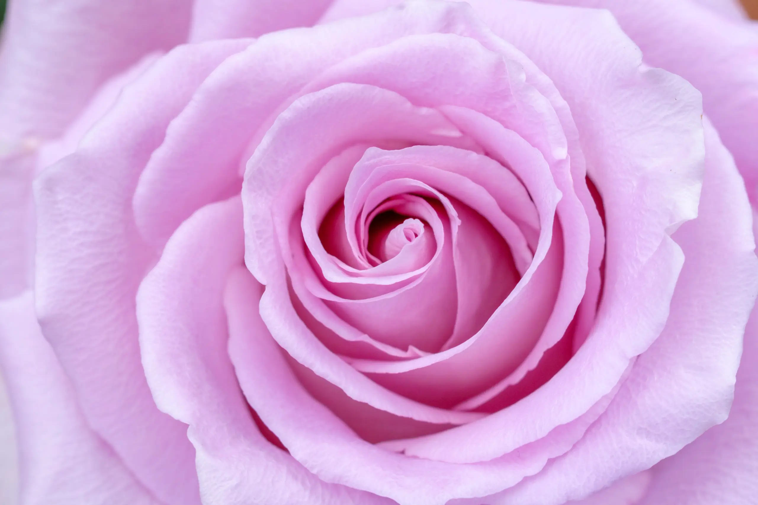Close-up of peach garden roses in full bloom