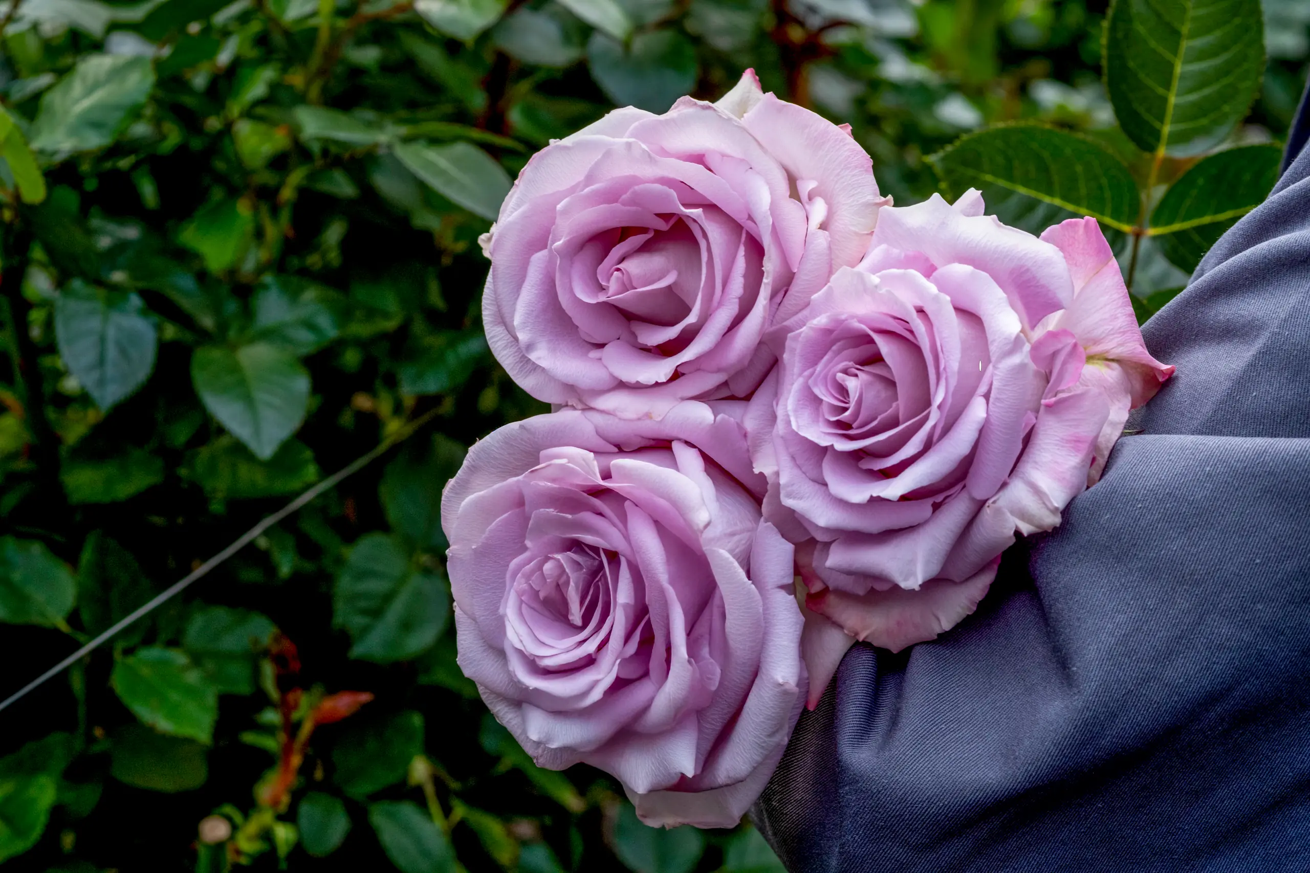 A grower carrying pale pink roses through the greenhouse