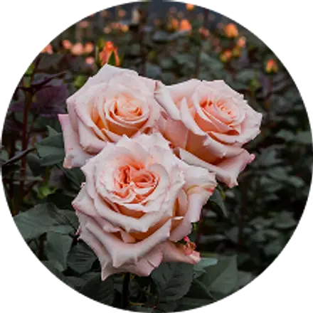 Peach roses growing on the plant