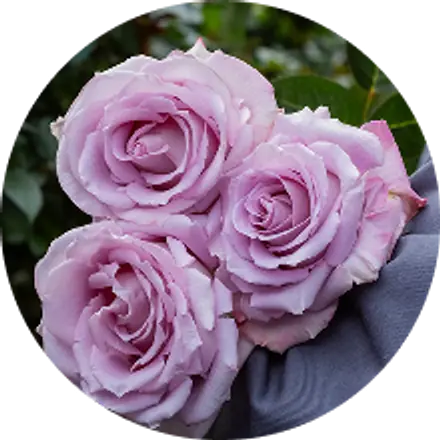 A bunch of lavender roses ready to travel