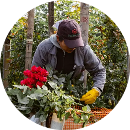 A grower cutting red roses in the greenhouse