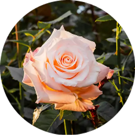 A single peach rose opening in the field