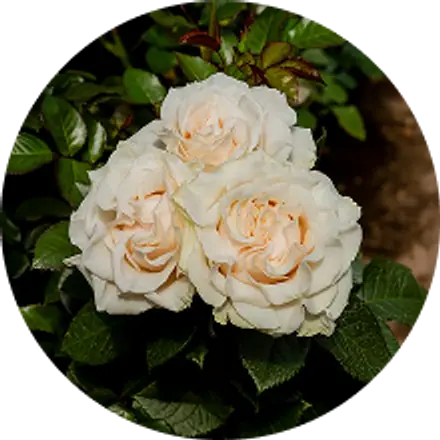 Cream roses opening on the plant