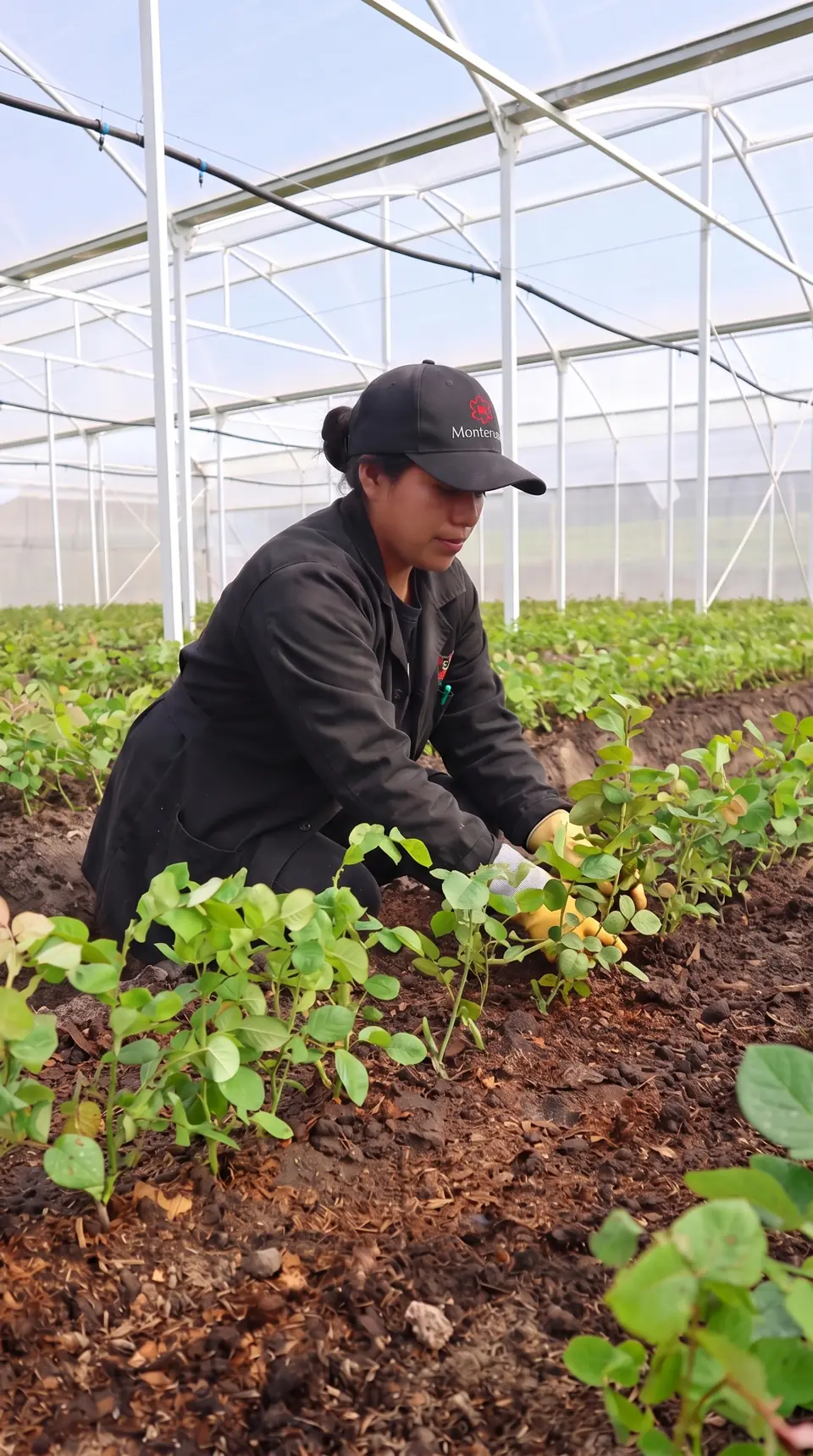 A grower checking peach roses in the greenhouse